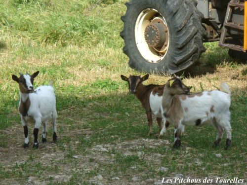 FANNY en compagnie d'ETOILE et GARIGUETTE, 3 chèvres toys
