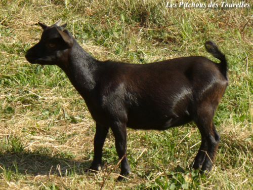 GRAZIELLA - 36 cm à 18 mois /, 41 cm à 2 ans et demi - chèvre toy noire