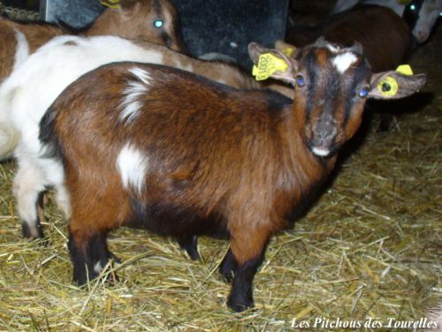 HEIDI - 38 cm à presque 18 mois (12 kg) - chèvre toy tricolore