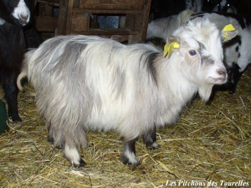 HERMIONE - environ 33 cm à 17 mois - chèvre toy quadricolore à poils longs