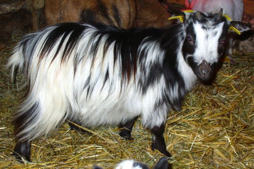 FLORIA - 32.5 cm à 18 mois / 36.5 cm à 31 mois - chèvre toy noire & blanche à poils longs :