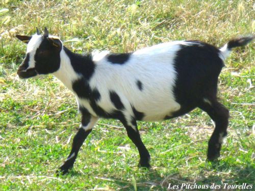FIESTA - 35 cm à 18 mois / 40 cm à 31 mois - chèvre toy blanche & noire