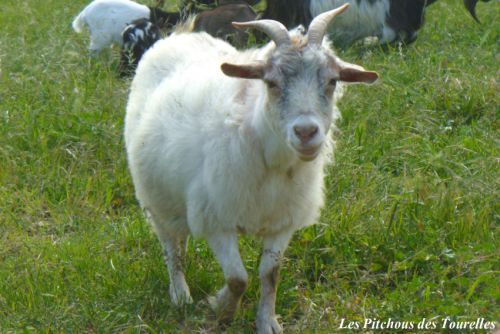 FRISETTE - 49 cm - chèvre naine angora blanche