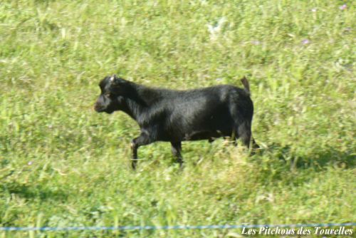 HECLAIR - 29 cm à 11 mois / 800 g à la naissance - bouc extra toy noir avec une étoile blanche sur la tête