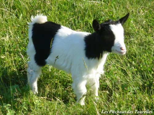 ISKA - chevrette toy noire et blanche