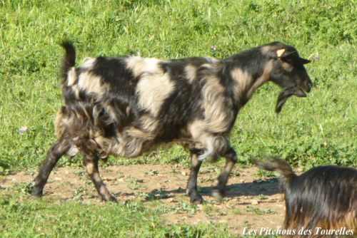 LARA - 65 cm - chèvre semi-naine marbrée noire/beige/marron motte !