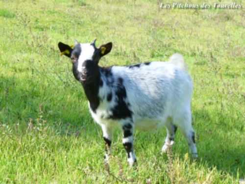 FRIMOUSSE - 48 cm - chèvre naine blanche et noire - VENDUE