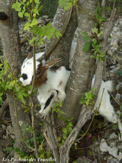 Eglantine se faufile au travers des grosses branches de l'arbre... voilà à quoi cela sert d'être petite !