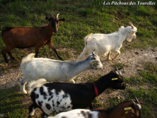 Mes mini chèvres m'accompagnent au pré ! ...Bien sûr Fripounet précède la marche !