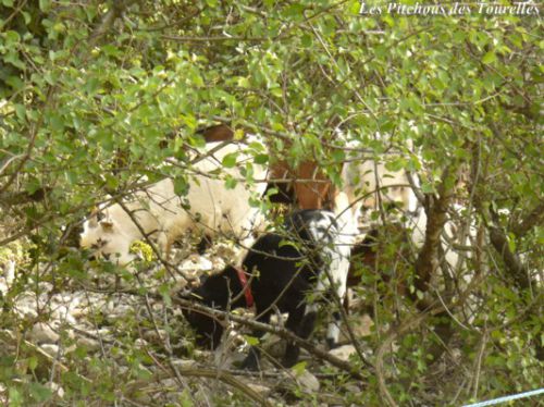 Mes minis en garrigue, vues au travers de la végétation