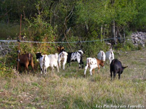 Pratique les chèvres miniatures pour débroussailler sous la clôture !