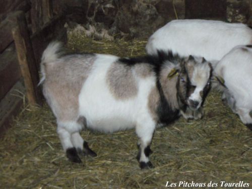 GRANNY - 41 cm à 1 an - bouc tricolore - VENDU