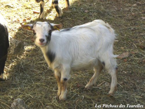GLYCINE - 35 cm à 1 an - chèvre toy motte tricolore : blanche, grise et marron