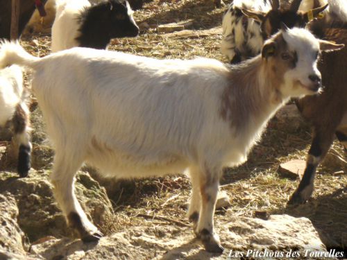 GLANA - 37 cm à 1 an - chèvre toy tricolore