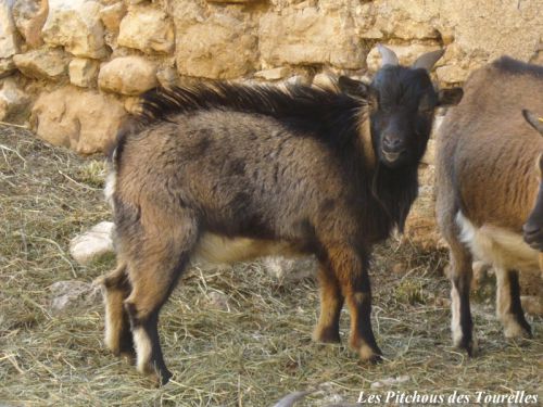 FELIX - 37.5 cm à 20 mois - bouc toy chamoisé