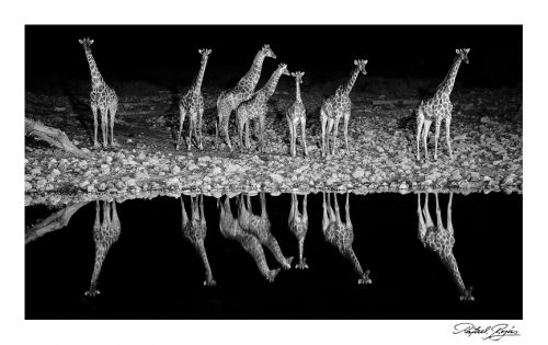 Symphonie de Girafes