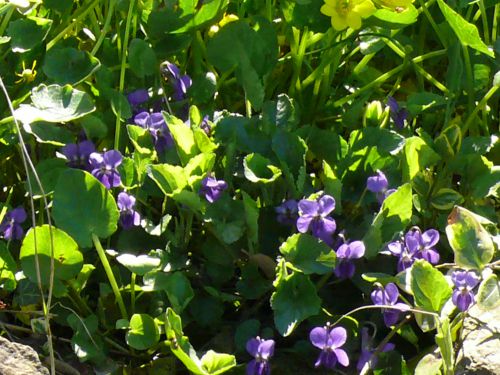 violettes ,photoAR