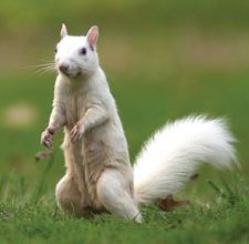 Ecureuil blanc debout