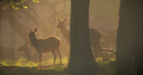 quatre-videos-capturent-la-beaute-a-couper-le-souffle-de-notre-planete7.jpg