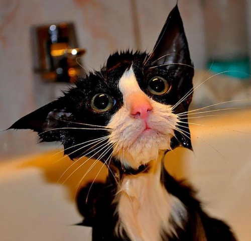 w_funny-wet-cats-1.jpg