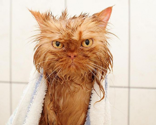 w_funny-wet-cats-4.jpg