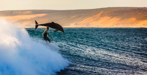dauphin-surfeur-australie.jpg
