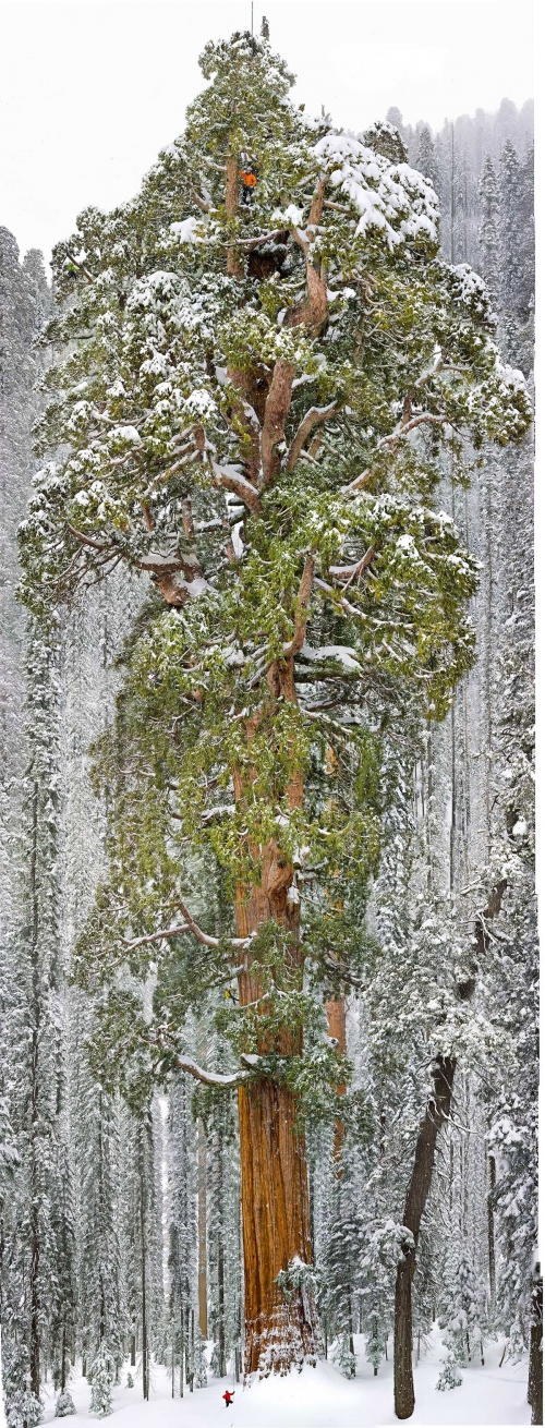portrait-en-pied-sequoia-geant-president.jpg