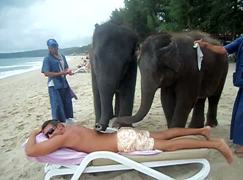 elephants-masseurs.jpg