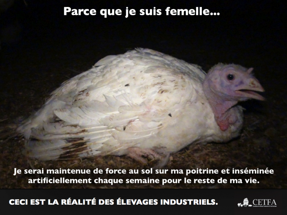 because-im-a-girl-turkey-hen-french-004.jpg