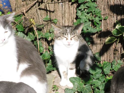 Les chats de la région de Lens