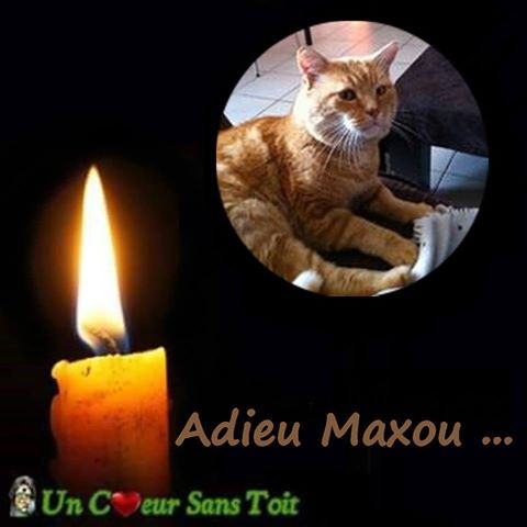 Maxou Chat Fiv D Environ 10 Ans Doit Etre Opere 49 Un Coeur Sans Toit Felins