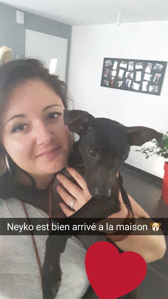 Léo petit chien trouvé à Cantenay Epinard (49) - Un Coeur Sans 