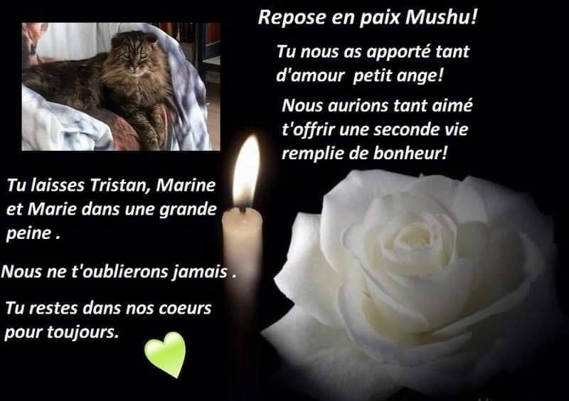 Adieu Muschu Un Coeur Sans Toit Felins