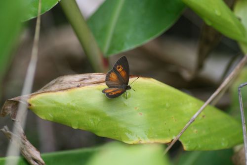 papillon réunionnais