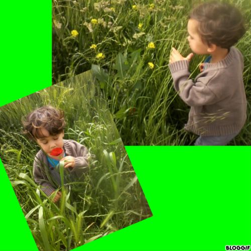 regarder, toucher, ramasser des fleurs sauvages, épis de blé, herbes folles