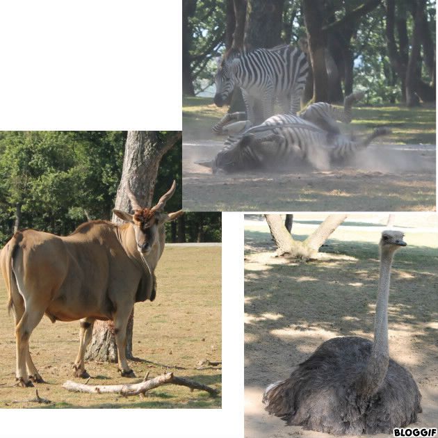 sortie au zoo :  un zèbre qui se roule dans la poussière, un animal à corne, et une autruche couchée