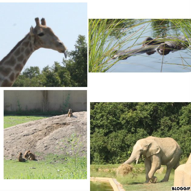 sortie au zoo :  girafe tirant la langue, tête d'hippo dans l'eau, singes, et un éléphant qui transporte du foin