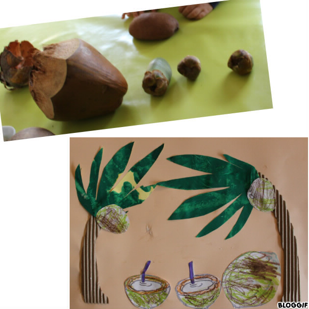 cocotier et noix de coco