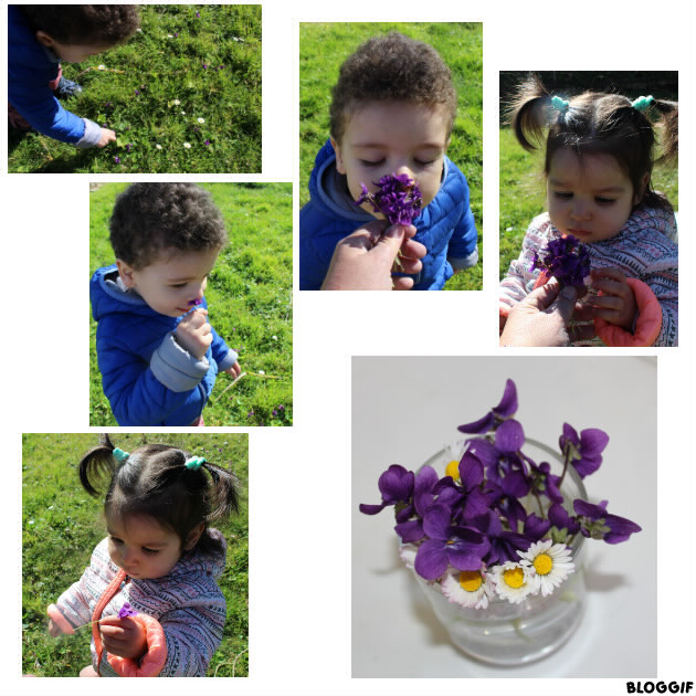 promenade, et cueillette de violettes et marguerites ! pour la fête de la violette !