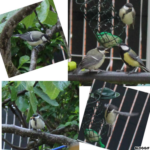 une famille de mésanges charbonnière viennent nous voir . . .