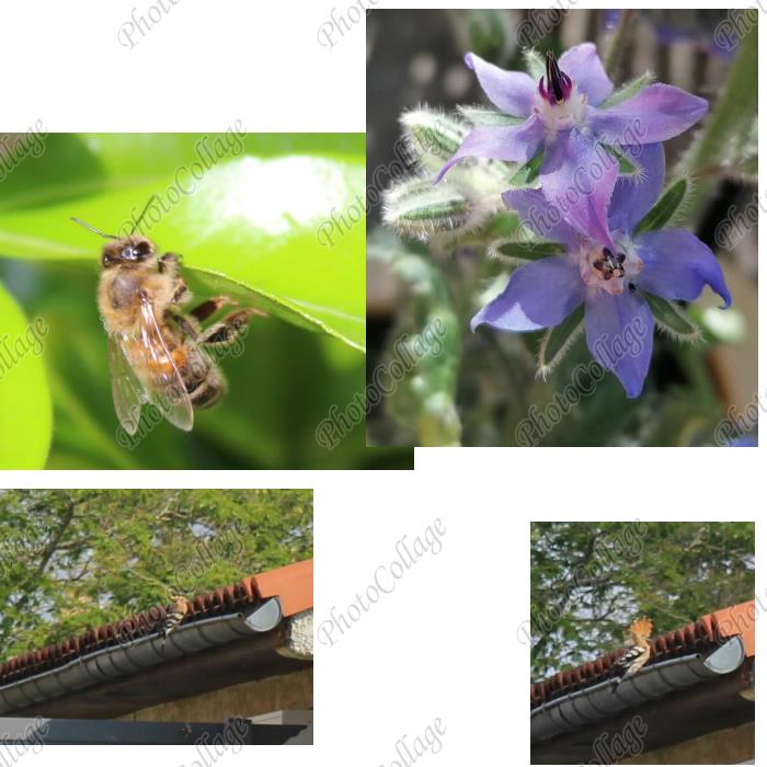 abeille fleur et une huppe, l'été arrive !