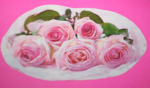 de jolies roses rose pour tous les amoureux.