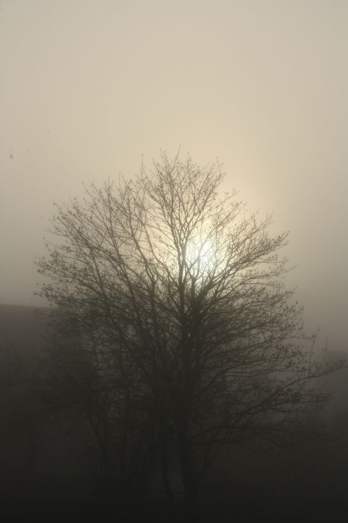 Brouillard d'Avril 1.