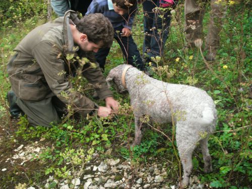 Démonstration de cavage (récolte) avec un chien truffier 