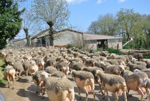 retour à la bergerie 2