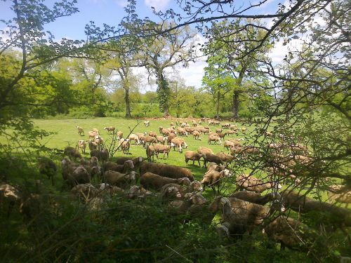 moutons dans un champs au-dessus de Muret