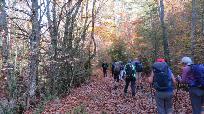 Dans la forêt de Caussols