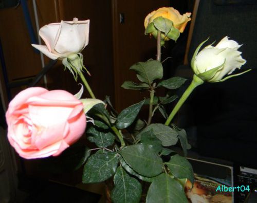 14 février Roses de la Saint Valentin (1)