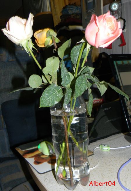 14 février Roses de la Saint Valentin (2)