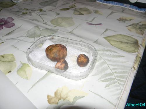 26 février Omelette aux truffes à IMOURANE (1)